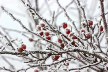 Foto: Livanjski.com / FOTO:pIXABAY